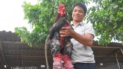 دجاج فيتنامي ، سيكون أغرب دجاج تشاهده