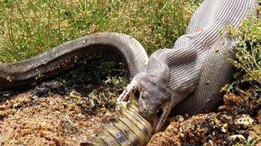 ثعبان يبتلع تمساحا ضخما بعد معركة دامت خمس ساعات