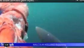 سمكة قرش تلتهم حبار عملاق