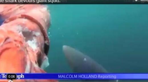 سمكة قرش تلتهم حبار عملاق