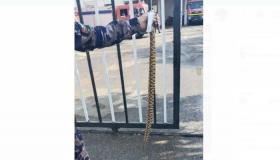 حالة لدغ الأفعى للطالب في المدرسة نادرة