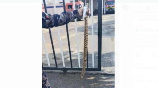 حالة لدغ الأفعى للطالب في المدرسة نادرة