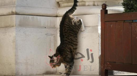 تكريم قطة أنقذت طفلا في مباراة بيسبول