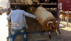 الإدارة المحلية تطلب من البلديات التقيد بشروط أماكن الأضاحي