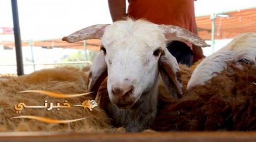 خدمة طلبات الحصول على حظائر الاضاحي إلكترونيا