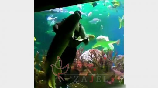 غواص يراقص قرشا في أعماق البحر