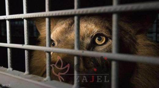 اسد السيرك والسيدة الروسية ما قصتهما