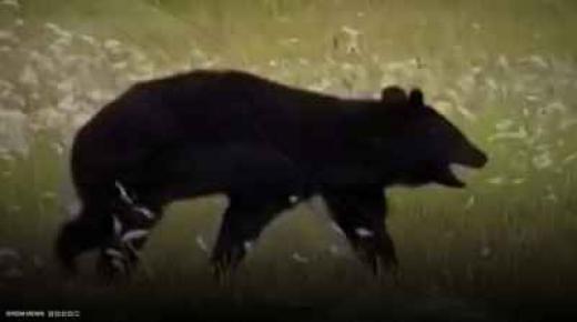 وثق بهاتفه لحظاته الأخيرة.. دبة تفترس سائحاً في رومانيا