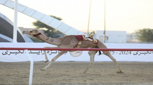 “زايد الكبرى للهجن”.. عقود من العطاء لرياضة الآباء والأجداد