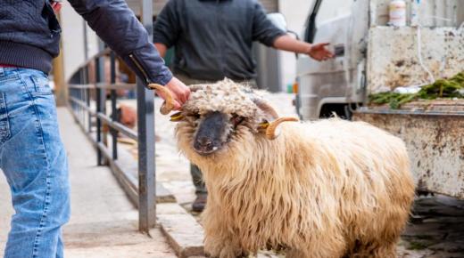 الإفتاء: ذبح الأضاحي في الساحات العامة والشوارع غير جائز شرعا