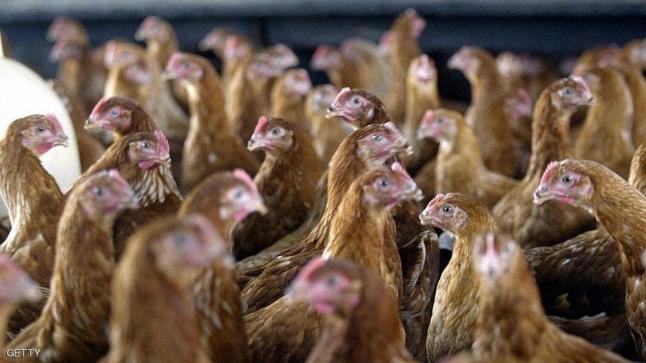 توصية طبية مهمة للأميركيين: “توقفوا عن تقبيل الدجاج”