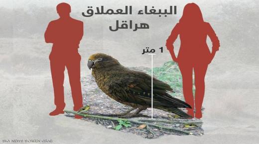 الببغاء العملاقه من زمن الديناصورات