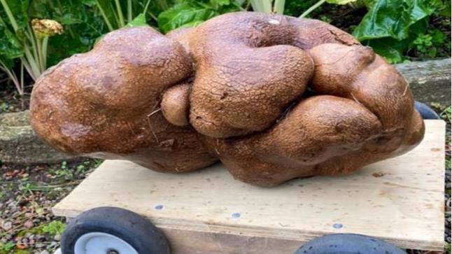 البطاطس النيوزيلندية العملاقة مغشوشة