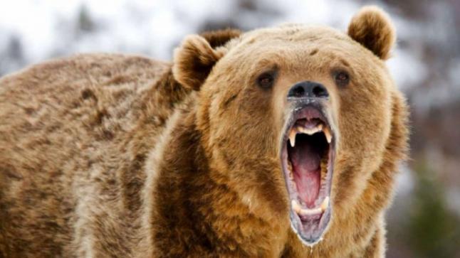 الدب “مفترس”الذي التهمها الفتاة الروسية
