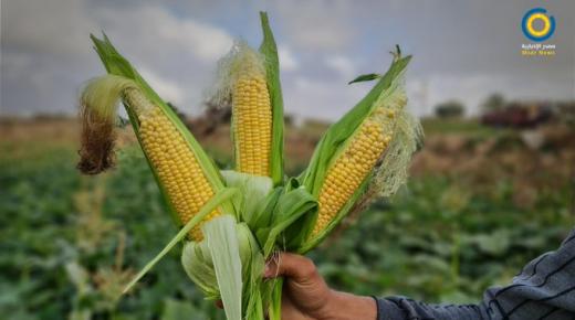 أسعار الذرة الأوكرانية