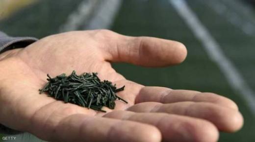 ‘الذهب الأخضر’.. قدرات خارقة لمحاربة ضغط الدم المرتفع