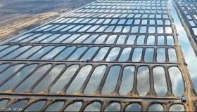 السيسي يفتتح مشروعا ضخما “للأسماك” في بورسعيد