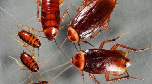 شركة لمكافحة الحشرات في ولاية كارولينا الشمالية الأمريكية تعرض 2000 دولار لأصحاب المنازل الذين يوافقون على إطلاق 100 صرصور في بيوتهم.