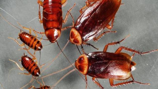 شركة لمكافحة الحشرات في ولاية كارولينا الشمالية الأمريكية تعرض 2000 دولار لأصحاب المنازل الذين يوافقون على إطلاق 100 صرصور في بيوتهم.