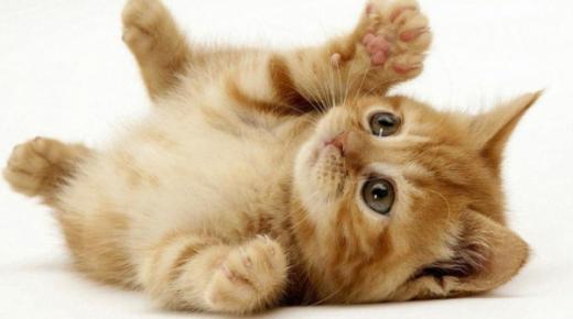 ما هي الفوائد المذهلة لتربية القطط