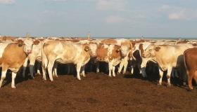 انخفاض صادرات الماشية الحية بنسبة 32٪ منذ بداية العام