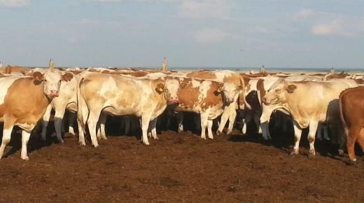 انخفاض صادرات الماشية الحية بنسبة 32٪ منذ بداية العام