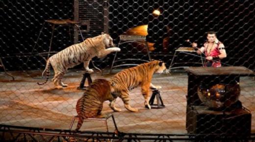 أربعة نمور تقتل مدرّبها في سيرك إيطالي