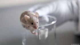 باحثون ألمان ينجحون في مساعدة فئران مشلولة على السير مجددا