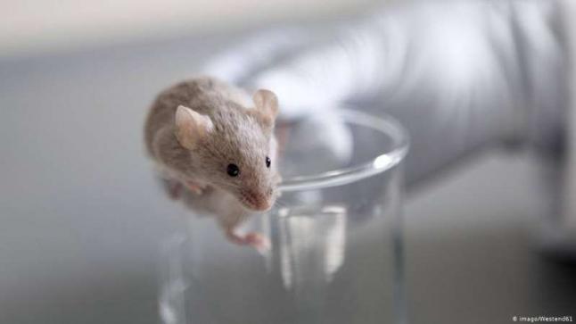باحثون ألمان ينجحون في مساعدة فئران مشلولة على السير مجددا