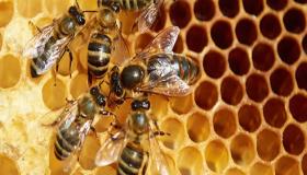 بدء مشروع لدعم تكاثر المناحل في شرق أوكرانيا