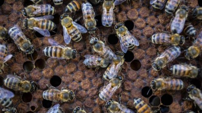“بريكست” يضرب تجارة النحل في مقتل.. والتهديد يصل المحاصيل