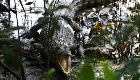 بعد اختفاء صياد.. أستراليا تبدأ عملية “قتل وتشريح” تماسيح