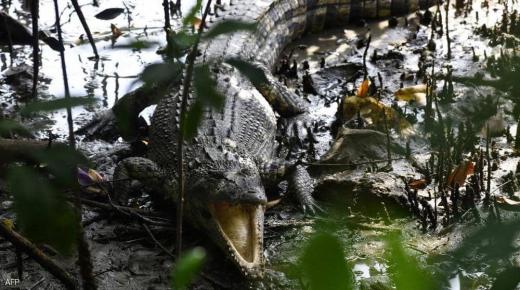 بعد اختفاء صياد.. أستراليا تبدأ عملية “قتل وتشريح” تماسيح