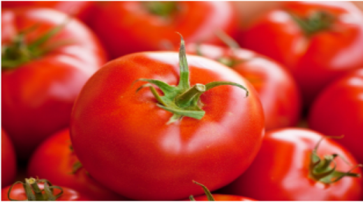 10 قروش كيلو البندورة في السوق المركزي