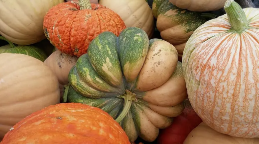 طريقة اطالة فترة تخزين القرع