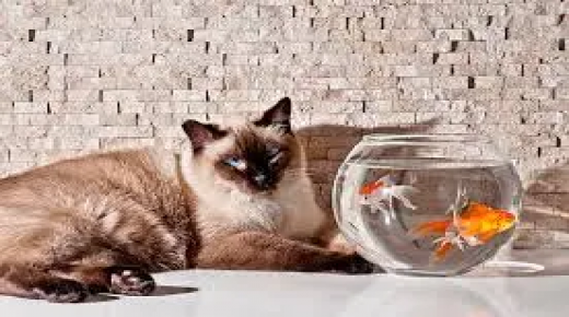 قصة غير عادية عن صداقة طويلة بين قطة تُلقب بـ Mick وعدد قليل من الكارب