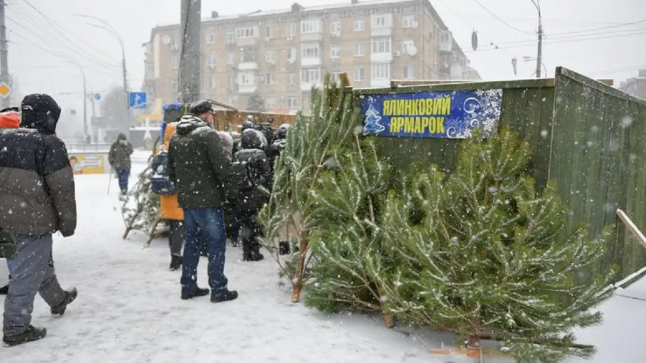 نصف مليون خسائر انتهاكات قواعد بيع اشجار عيد الميلاد؛ ومطالبة برفقع العقوبات على المخالفين