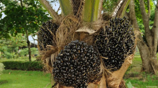 العلماء يجدون بديلا عن زيت النخيل