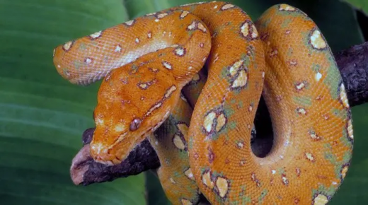 بالفيديو… مشهد مثير لفتاة تهرب من ثعبان بطريقة عفوية