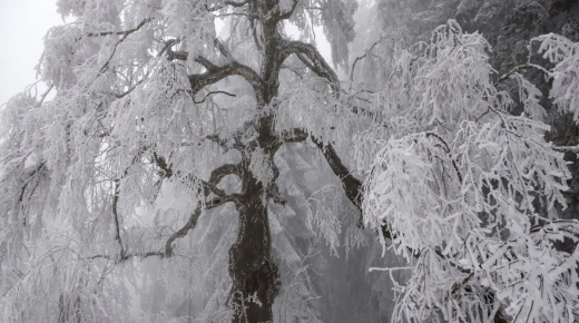 تعرف على العلامات والطقوس والعادات الشعبية المرتبطة بـ 29 ديسمبر