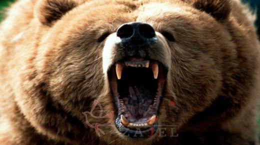 دب متوحش يلتهم رجلا ويبقي على ذراع وساق!