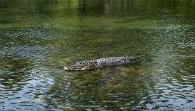 سلطات الاحتلال تتذرع بالأمن لإعدام مئات التماسيح في غور الأردن