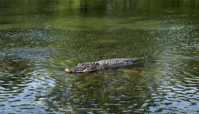 سلطات الاحتلال تتذرع بالأمن لإعدام مئات التماسيح في غور الأردن