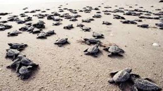 نفوق سلاحف ودلافين بسواحل غواتيمالا