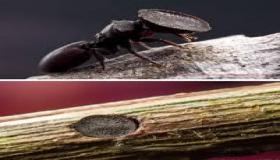 «رأس الباب» أو” السيفالوت” يستخدمون رؤوسهم المسطحة كأبواب لإغلاق أعشاشهم. 