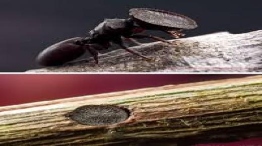 «رأس الباب» أو” السيفالوت” يستخدمون رؤوسهم المسطحة كأبواب لإغلاق أعشاشهم.