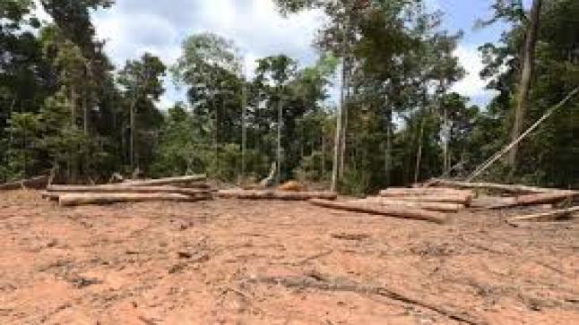 رقم قياسي جديد في إزالة غابات الأمازون