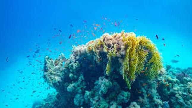 الكشف عن نتائج أضخم دراسة من نوعها على البيئة في ساحل البحر الأحمر