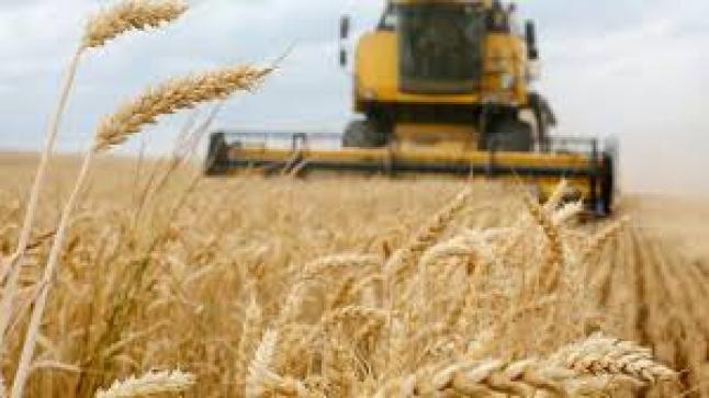 صادرات الحبوب الأوكرانية تتراجع 43 بالمئة في يونيو