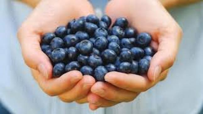 التوت الأزرق إليكم السبب الذي يجعل العلماء يطلقون على هذا التوت اسم الغذاء الخارق للقلب والدماغ